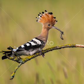 Hoopoe with Grub by Nigel Atkins - Animals Birds