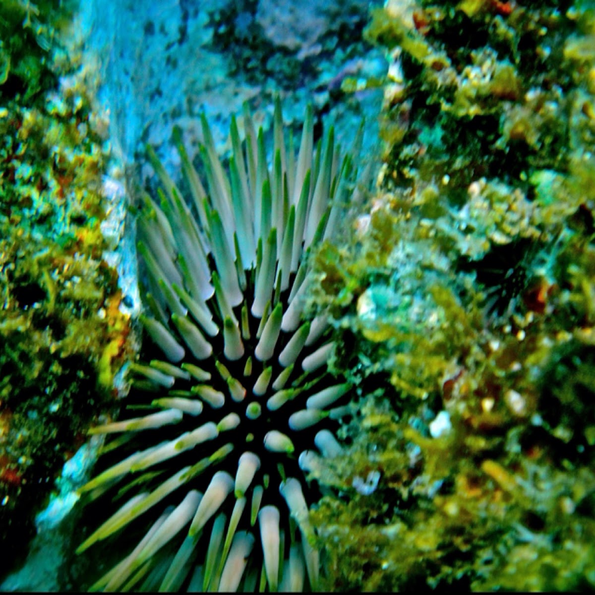 Wana, Sea Urchin