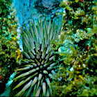 Wana, Sea Urchin