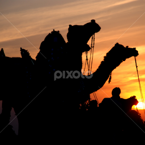winter landscape at sunset by Rakesh Sharma - Animals Other Mammals
