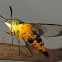 Gardenia Bee Hawk Moth