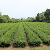 Green tea bushes