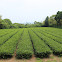 Green tea bushes