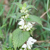 White Dead-nettle