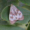 Nyctemera moth
