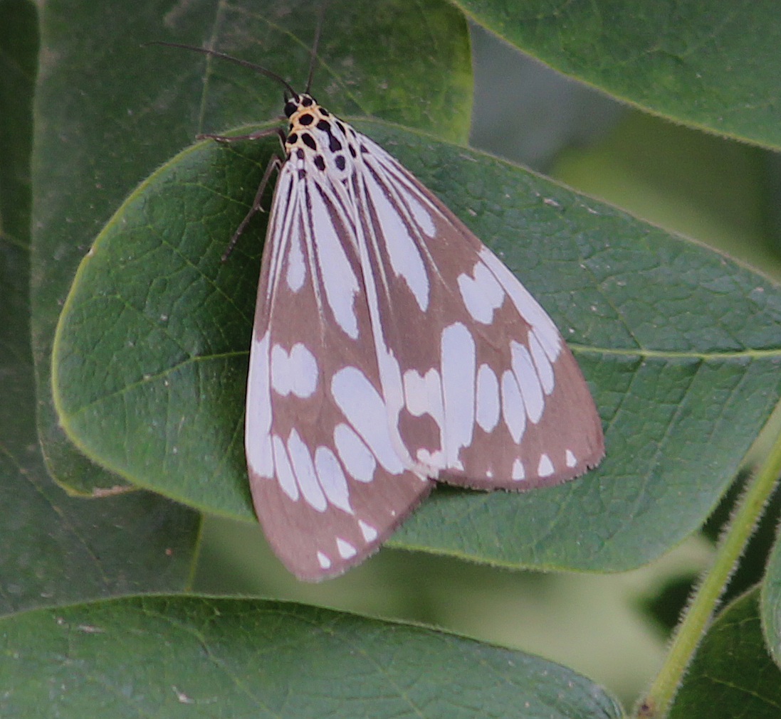 Nyctemera moth