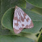 Nyctemera moth