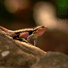 Male Rosebelly Lizard