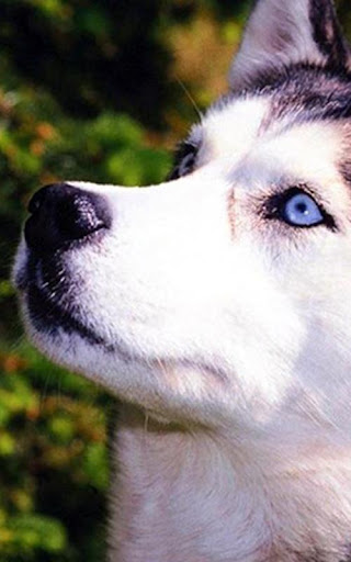 Siberian Husky Wallpaper 2015