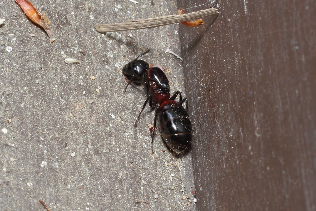queen ant
