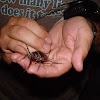 California prionus beetle