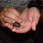 California prionus beetle