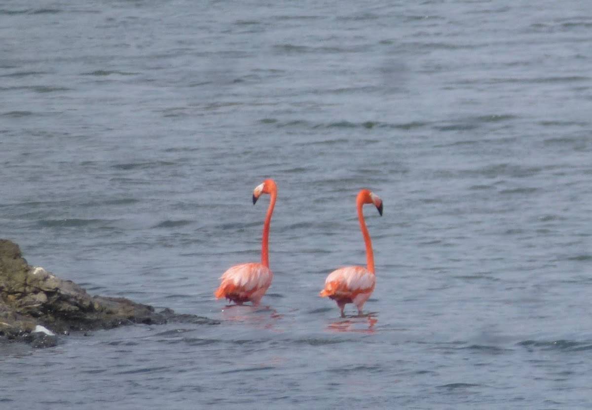 Flamingo (American)