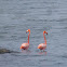 Flamingo (American)