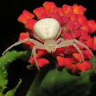 White Death Crab Spider