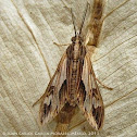 Psilopleura Moth