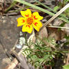 French Marigold