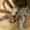 tarantula wolf spider