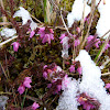 Winter Heath, Schnee-Heide