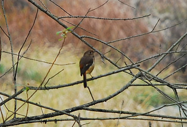 Daurian Redstart(female)