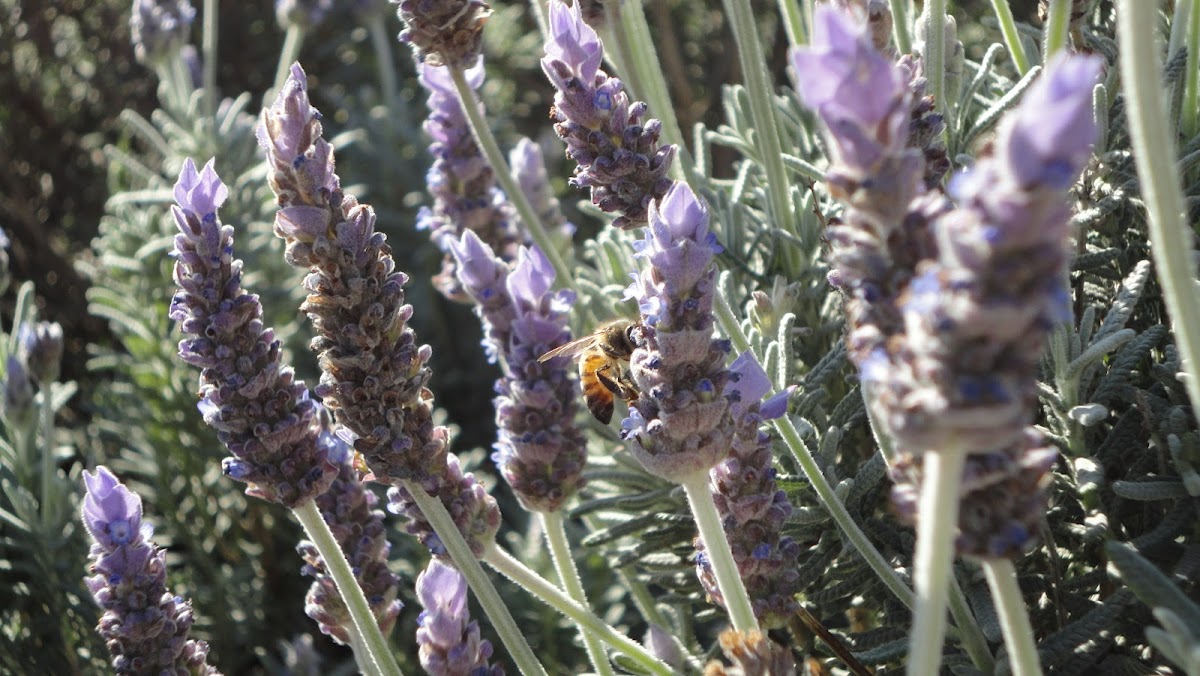 Honey Bee Busy With Lavender