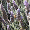 Honey Bee Busy With Lavender