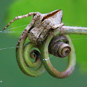 Acacesia orb weaver spider