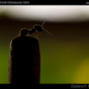 Hormiga / Ant