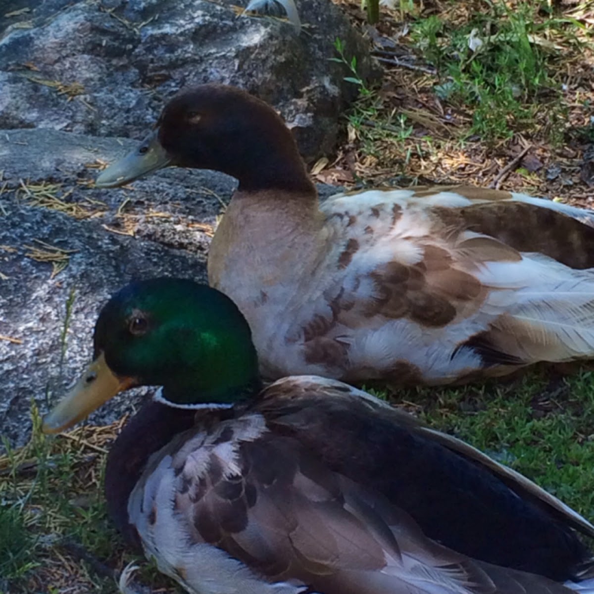 Mallard and Khaki Campbell (possibly) ducks