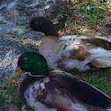 Mallard and Khaki Campbell (possibly) ducks