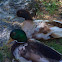 Mallard and Khaki Campbell (possibly) ducks