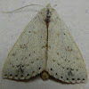 Deadwood Borer Moth