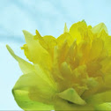 Double daffodil