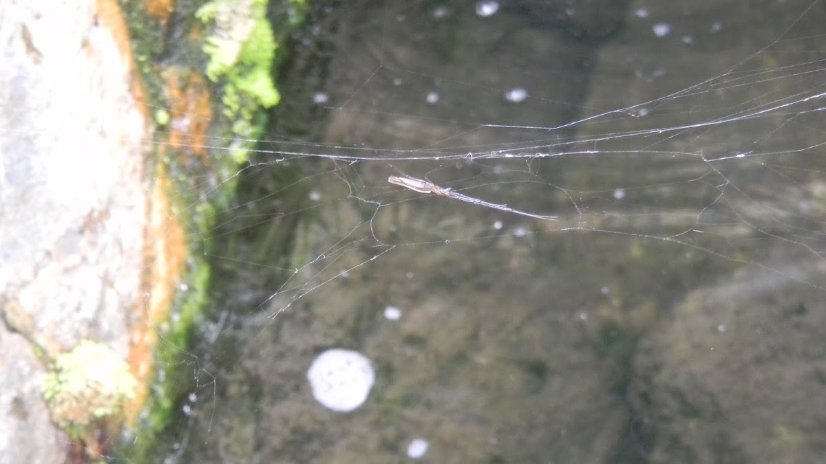 Stick Spider