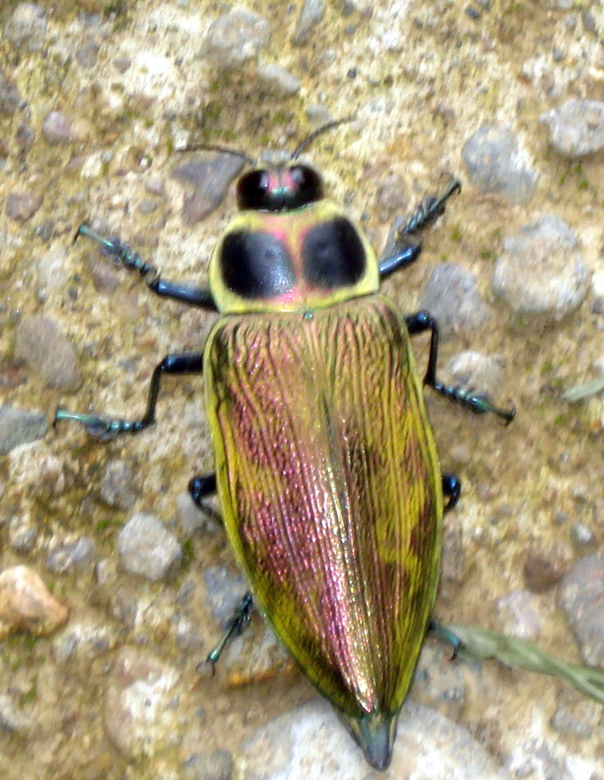 Giant Metallic Ceiba Borer Beetle