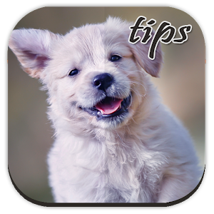 Dog Training Tips 2.0