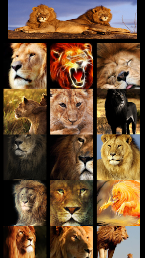 Wow Wow lion wallpaper