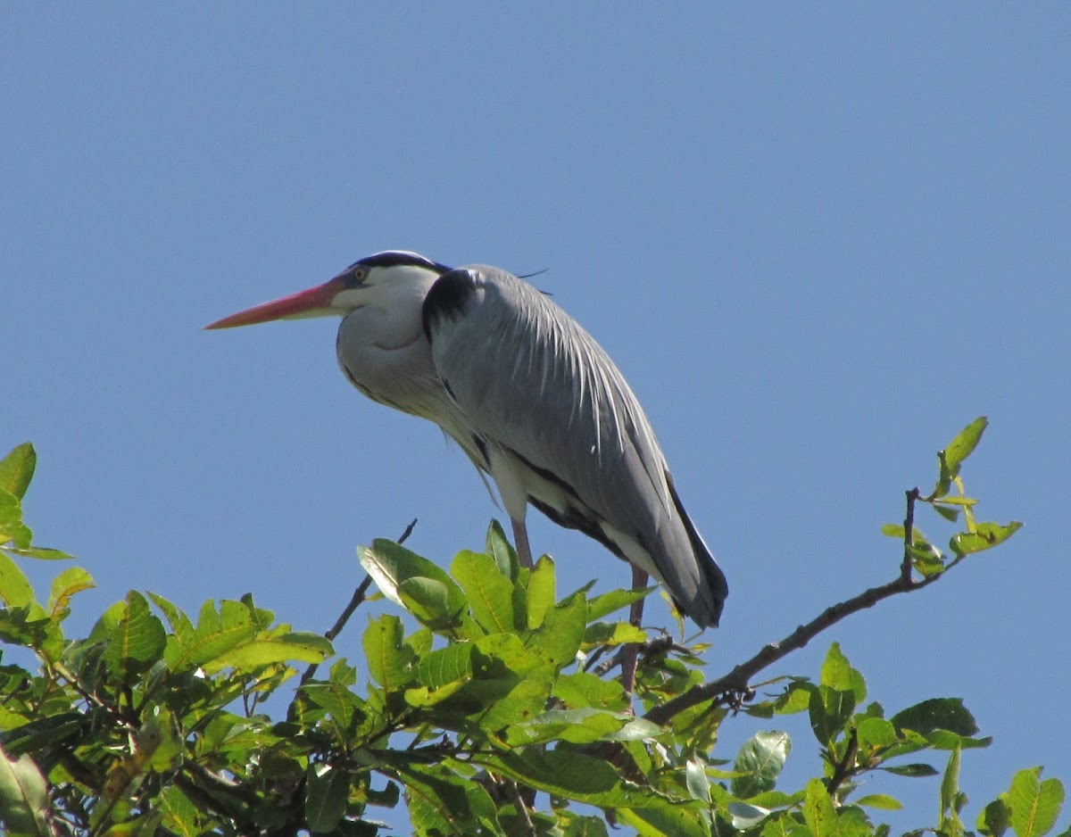 Grey Heron