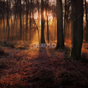 Sunrise in Winter Woods by Ceri Jones - Landscapes Forests
