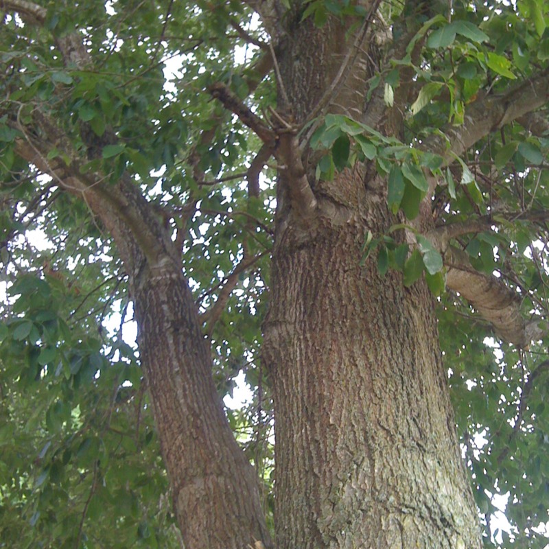 Tall mature single leaf tree 