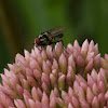 Root-maggot fly