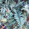 Silvery Glade Fern