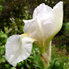 Antique iris or pure white iris