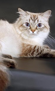 Free Norwegian Forest Wallpapers APK