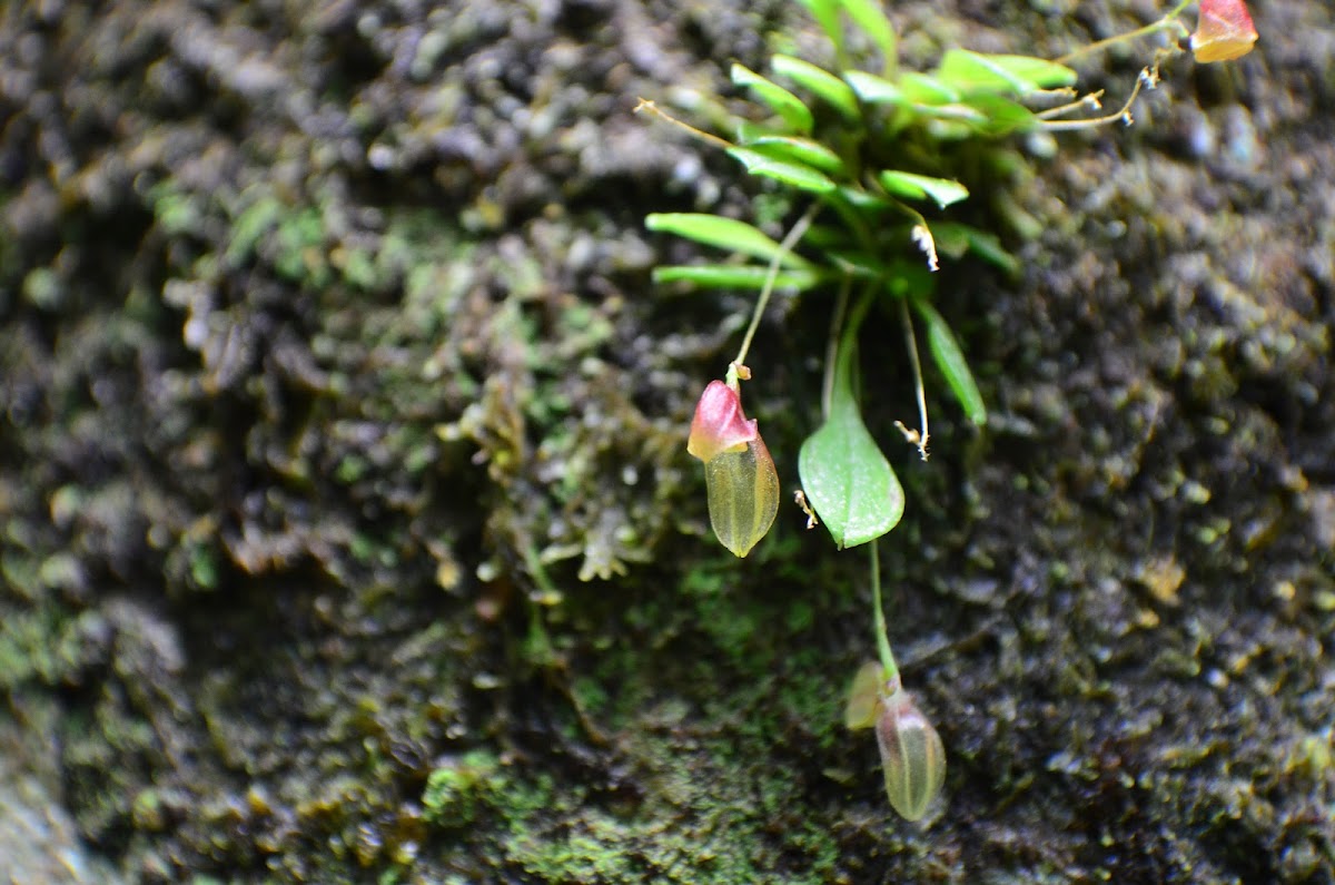 Acostaea (mini orchid)