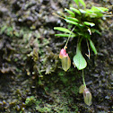 Acostaea (mini orchid)