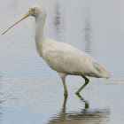 Yellow-billed Spoonbill