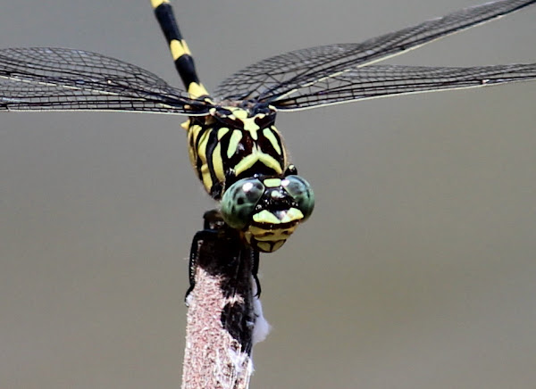 Australian Tiger Dragonfly | Project Noah