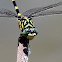 Australian Tiger Dragonfly