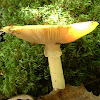 yellow-dust Amanita 